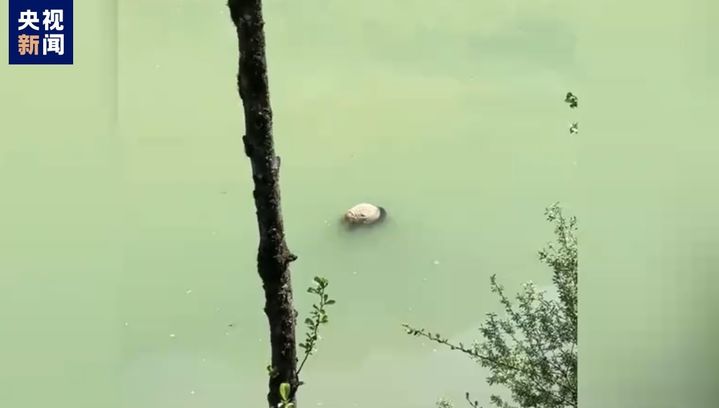 11일 쓰촨성 야안시 바오싱현 강가에서 어린 자이언트 판다 사체로 추정되는 물체가 강 위에 떠다니는 모습을 관광객이 발견했다고 이튿날 중국 국가 기간방송 CCTV가 보도했다. 사진은 관광객이 촬영한 영상 갈무리. (사진=CCTV) / 사진 = 뉴시스