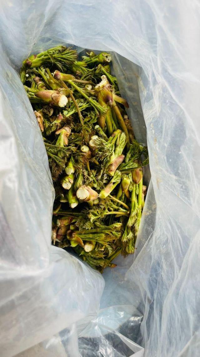 10년 넘게 두릅을 싹쓸이한 '금반지 5개' 여성 덜미 [ 온라인 커뮤니티 ]