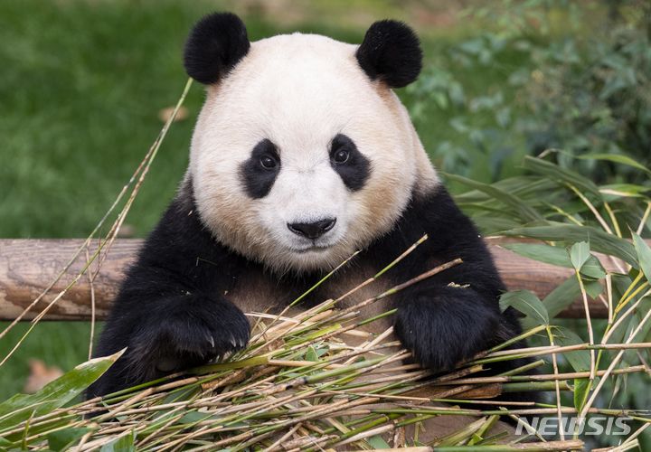 중국으로 돌아간 자이언트 판다 푸바오의 이야기가 영화로 제작된다 (사진=에버랜드 제공) [ 사진 = 뉴시스 ]