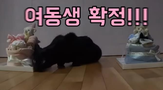 박수홍, 김다예 부부의 성별은 딸로 밝혀졌다. (사진=유튜브 채널 '박수홍 행복해다홍' 캡처) 2024.04.19. *재판매 및 DB 금지 / 사진 = 뉴시스