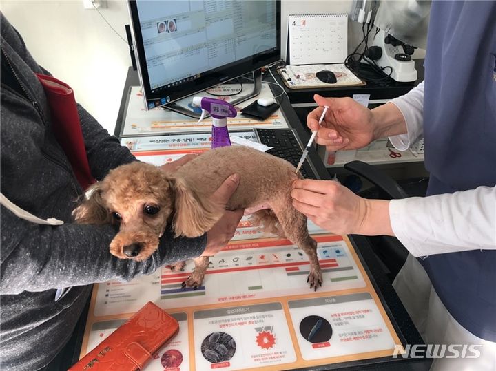 광견병 에방백신 접종 모습.(사진=광명시 제공)2024.04.05. / 사진 = 뉴시스