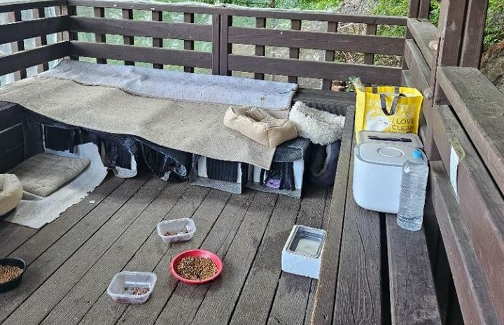 한 누리꾼이 등산객을 위한 쉼터가 고양이를 위한 공간으로 변모 돼 있어 불편을 겪었다는 사연을 전했다.(사진=보배드림 캡처) *재판매 및 DB 금지 [ 사진 = 뉴시스 ]