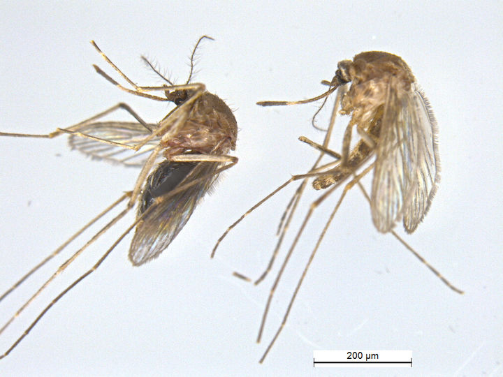 일본뇌염 매개모기인 '작은빨간집모기' 뉴시스DB. 2024.06.12.  *재판매 및 DB 금지 / 사진 = 뉴시스
