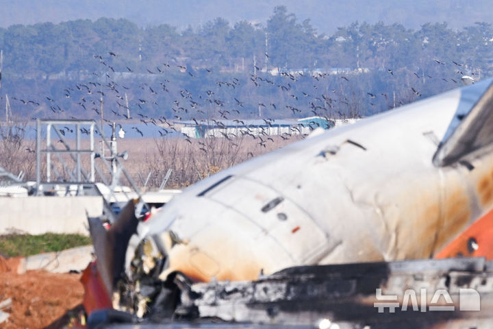 전남 무안국제공항에서 발생한 항공기 착륙 도중 충돌 사고의 원인으로 조류 충돌(버드 스트라이크)에 따른 항공기 엔진 폭발이 지목되는 가운데 29일 오후 무안국제공항 주변으로 철새떼가 날고 있다. 2024.12.29. / 사진 = 뉴시스