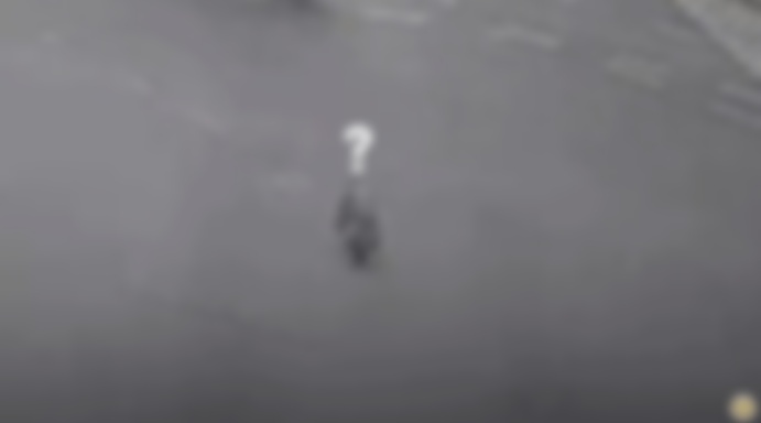 지난달 7일 경남 김해시의 한 도로에 돼지가 굴러떨어졌다. (영상=유튜브 '대한민국 경찰청') *재판매 및 DB 금지 *재판매 및 DB 금지 / 사진 = 뉴시스