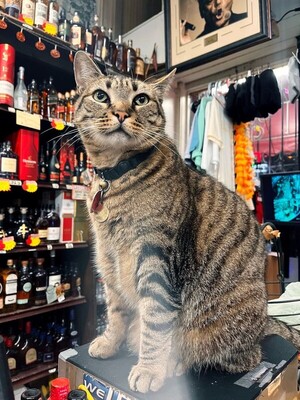 샌프란시스코, 자율주행 택시에 숨진 고양이 추모 물결