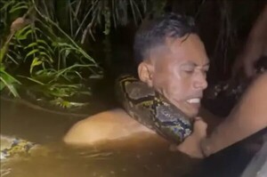 6m 비단뱀에 휘감겨 물속으로 끌려간 남성…기적의 생존